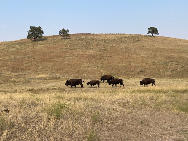 Custer National park