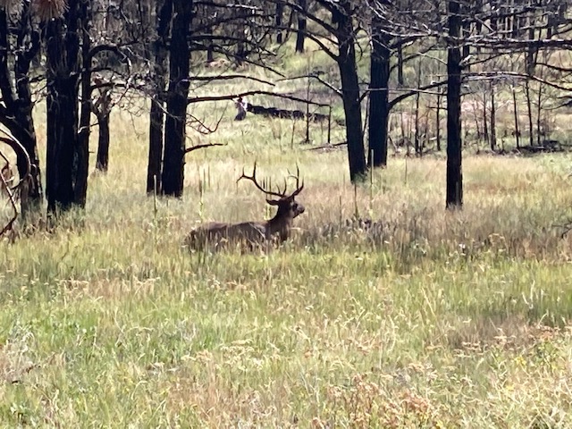 Elk!,  walked right by this guy,  probably 20-30 yards!